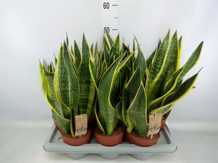 <h4>Sansevieria trifa. 'Futura Superba'</h4>