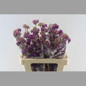 Callicarpa Giraldii