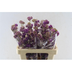 Callicarpa Giraldii