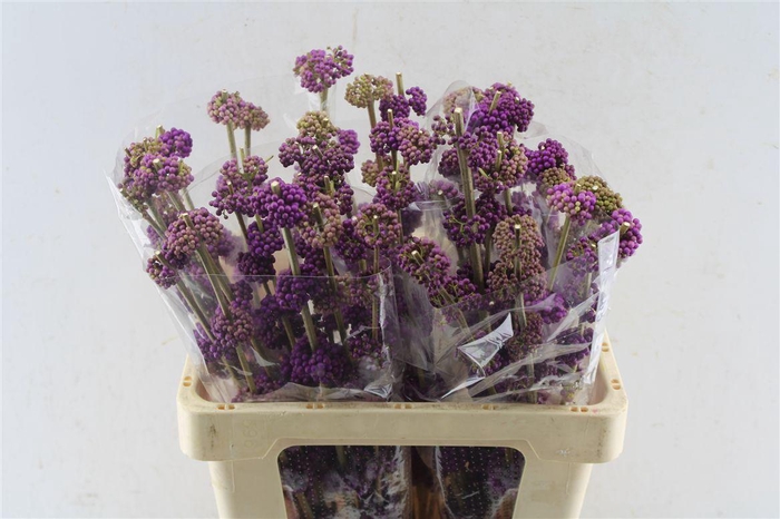 <h4>Callicarpa Giraldii</h4>