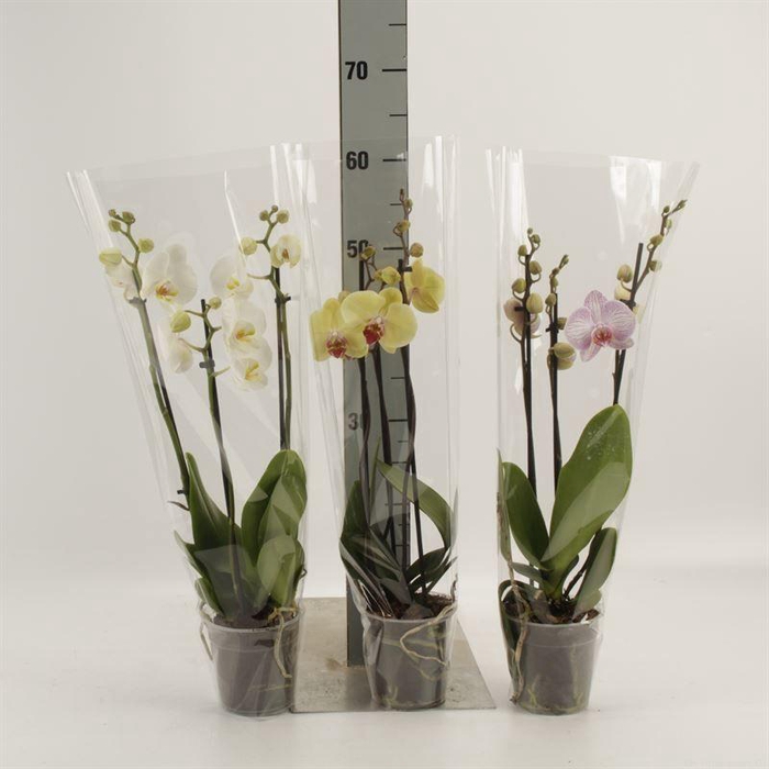 <h4>Phal Gemengd 3 Tak</h4>