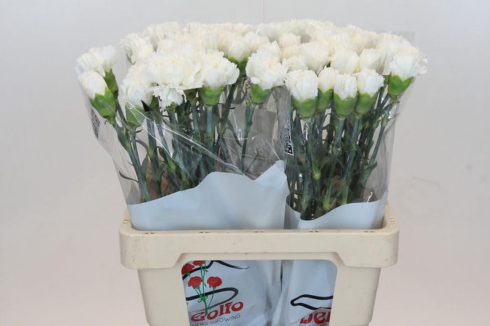 <h4>Dianthus St Holly</h4>