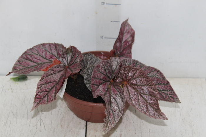 <h4>BEGONIA MAURICE AMEY C21</h4>