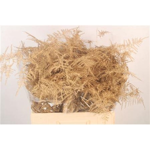 Asp Middel Getopt Antique Gold