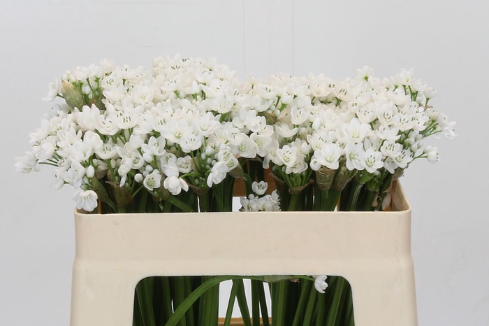 <h4>Allium Flocon</h4>