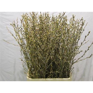 Salix Wilgenkatjes Spray