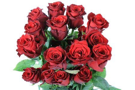 <h4>R GR EQ EXPLORER</h4>