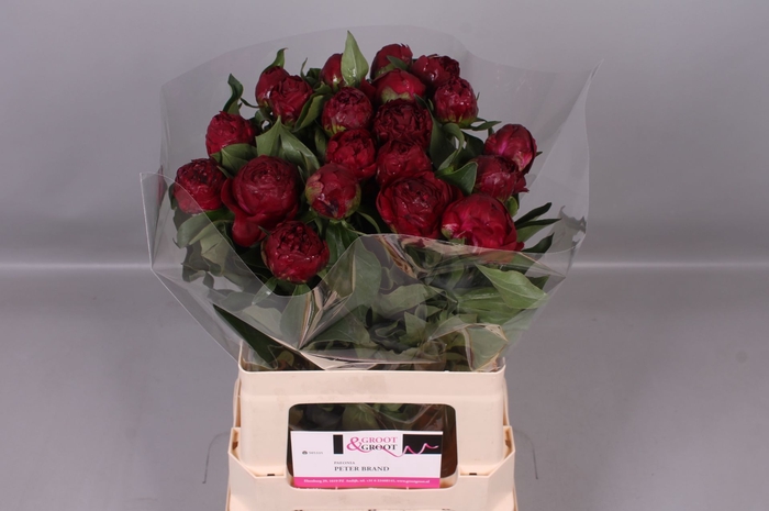 <h4>Paeonia Peter Brand | Heavy Quality</h4>