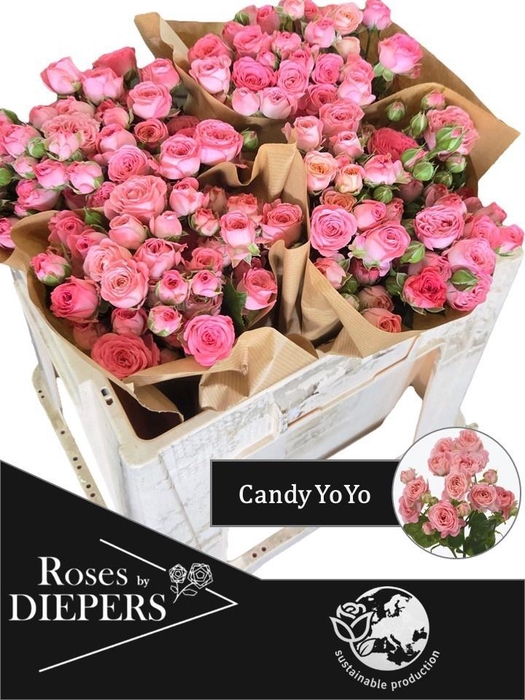 <h4>R TR CANDY YO-YO</h4>