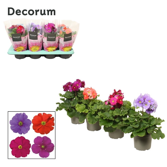 <h4>Primula 'Touch Me' mix 4x2 dark | Decorum</h4>