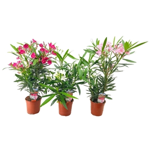 Nerium oleander
