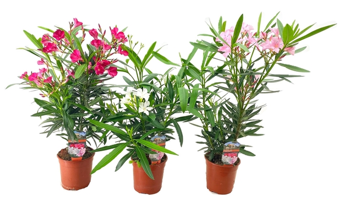 <h4>Nerium oleander</h4>