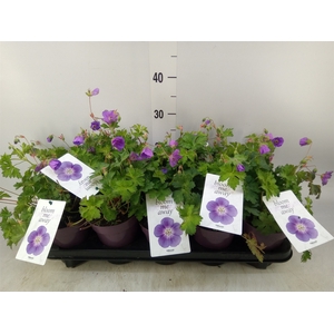 Geranium  'Bloom Me Away'