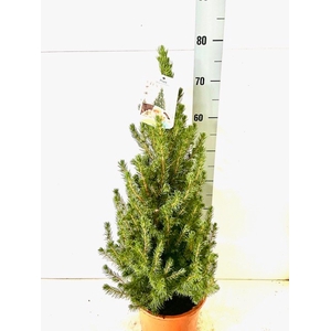 PICEA GL CONICA