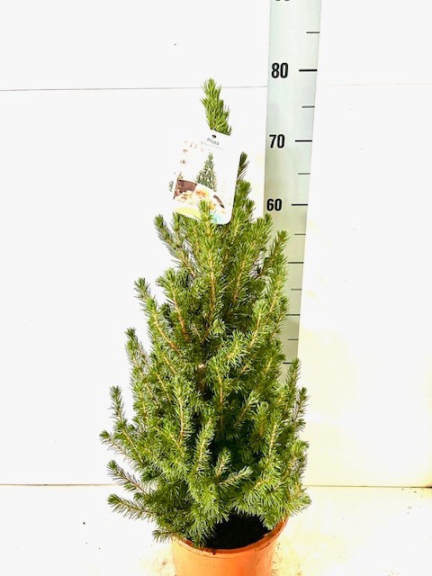 <h4>PICEA GL CONICA</h4>