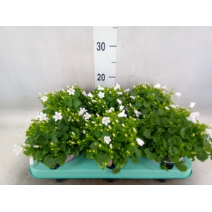 Campanula porten. 'Porto White'