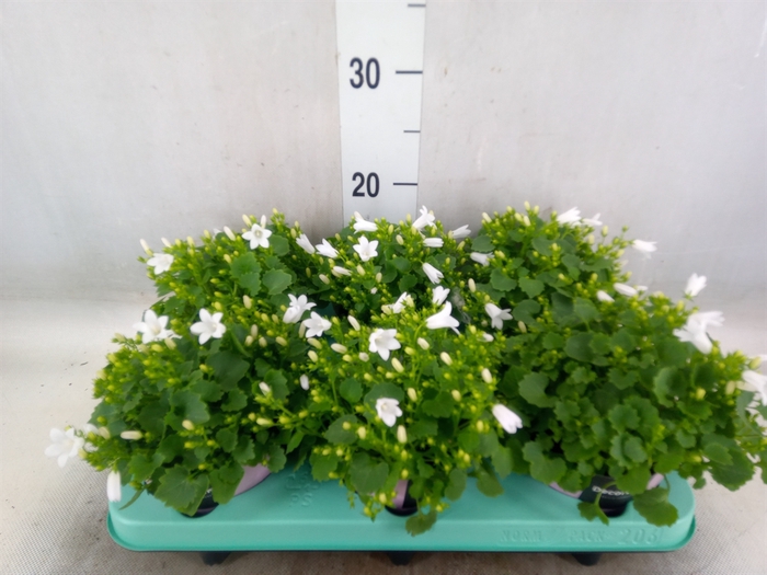 <h4>Campanula porten. 'Porto White'</h4>