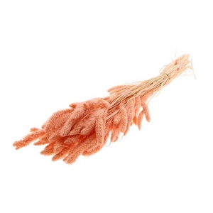 Bunch Setaria Slv L75 150g