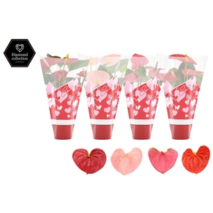 Anthurium 9 cm 4 color mix in Couture hearts sleeve