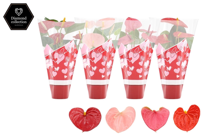<h4>Anthurium 9 cm 4 color mix in Couture hearts sleeve</h4>