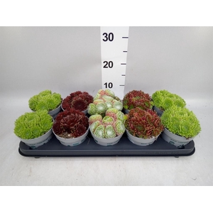 Sempervivum   ...