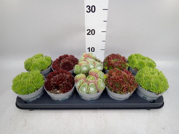 <h4>Sempervivum   ...</h4>