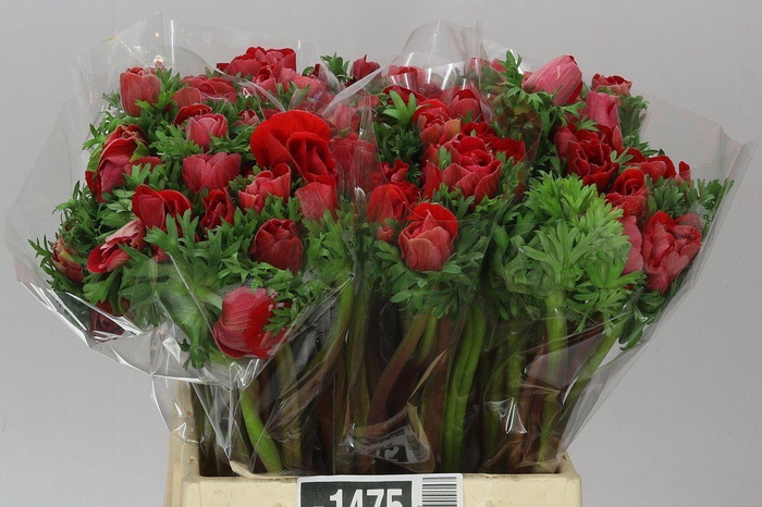 <h4>Anemonen Mistral Red</h4>