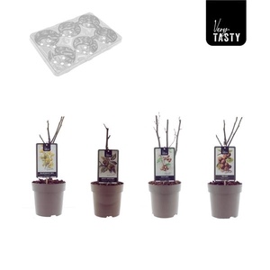 Nutsmix VeryTasty Mix-Tray