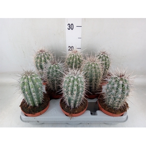 Pachycereus pringlei