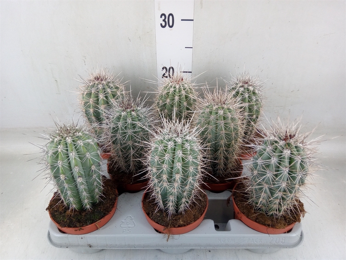 <h4>Pachycereus pringlei</h4>