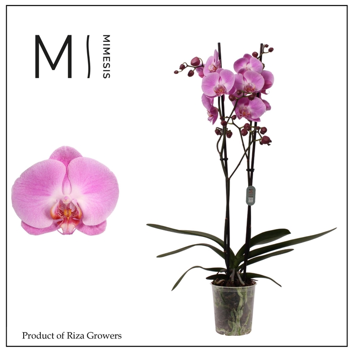 <h4>Phalaenopsis Infinite Dreams 2 spike - 12cm | Mimesis</h4>