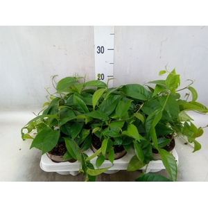 Ficus sagittata