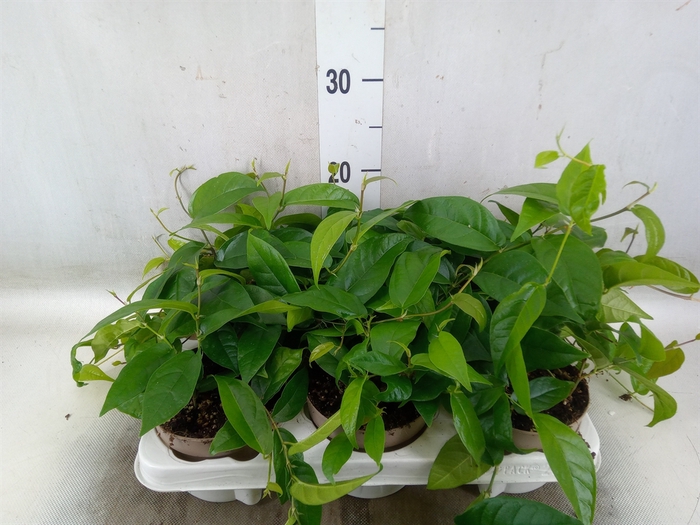 <h4>Ficus sagittata</h4>