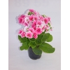 PRIMULA P11