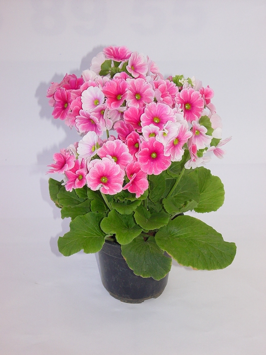 PRIMULA P11