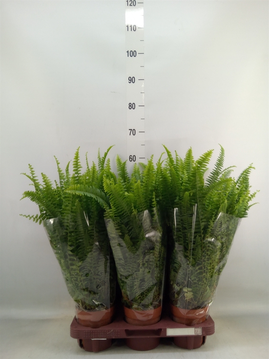 <h4>Nephrolepis exal. 'Green Lady'</h4>