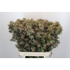Leucadendron Ayoba Star Pearl