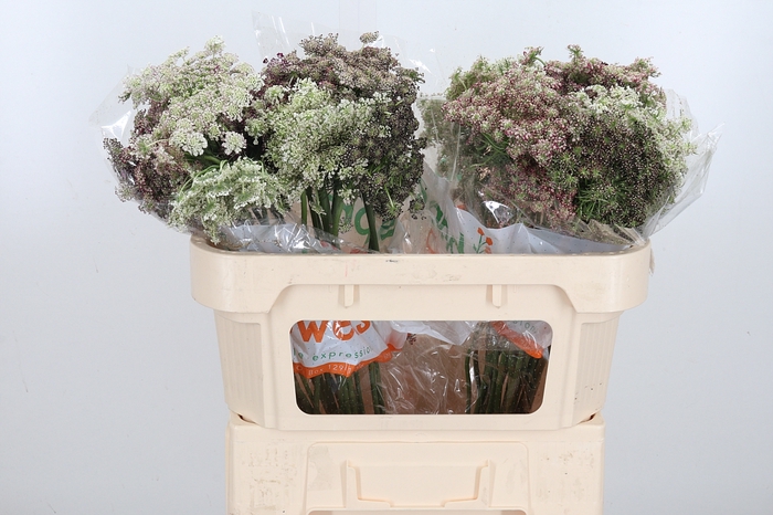 <h4>Daucus Carota Dara</h4>