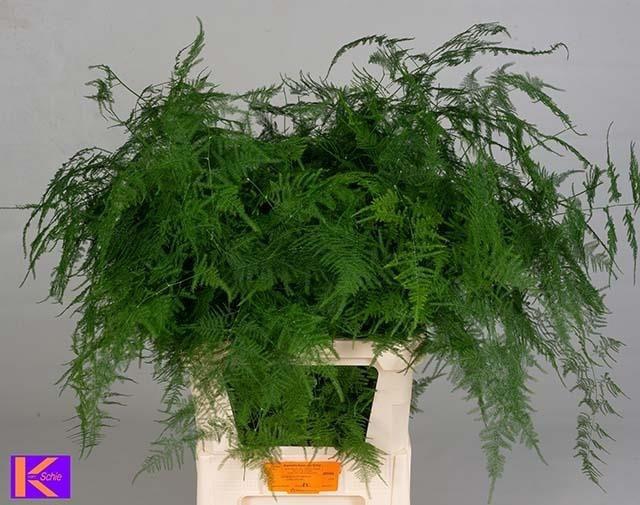 <h4>Asparagus Setaceus 85 Cm</h4>