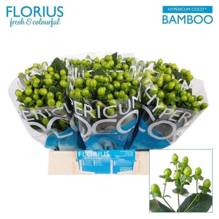 <h4>Hyp Coco Bamboo</h4>