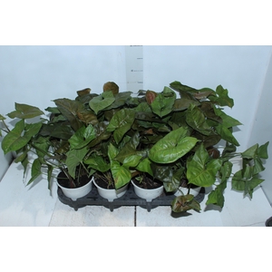 SYNGONIUM CHOCOLATE P15