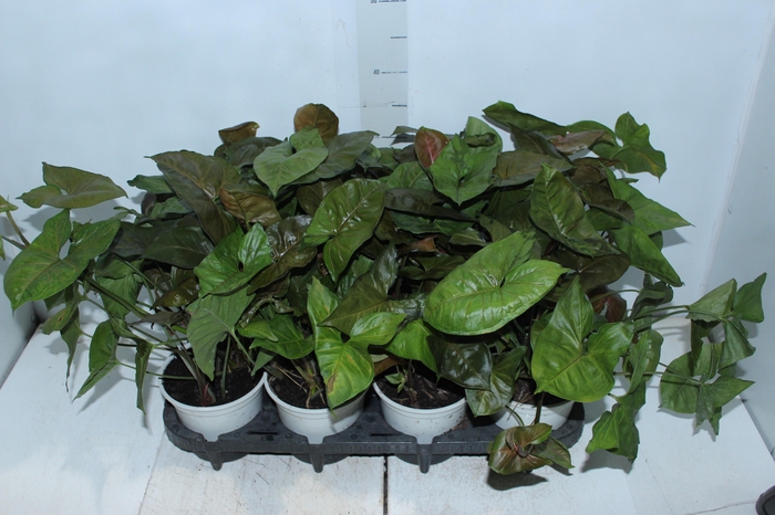 <h4>SYNGONIUM CHOCOLATE P15</h4>