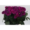 Dahlia Purple Fox