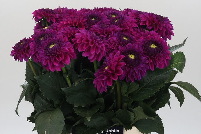 Dahlia Purple Fox