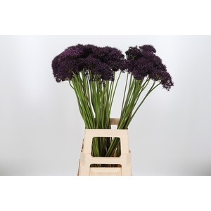Allium Atropurpureum Zwart