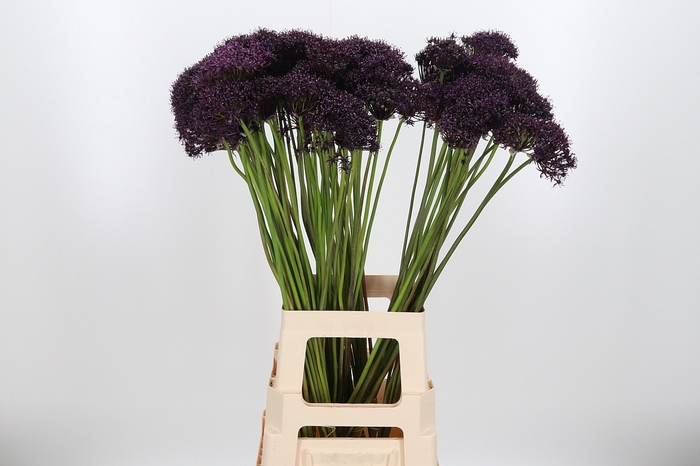 <h4>Allium Atropurpureum Zwart</h4>