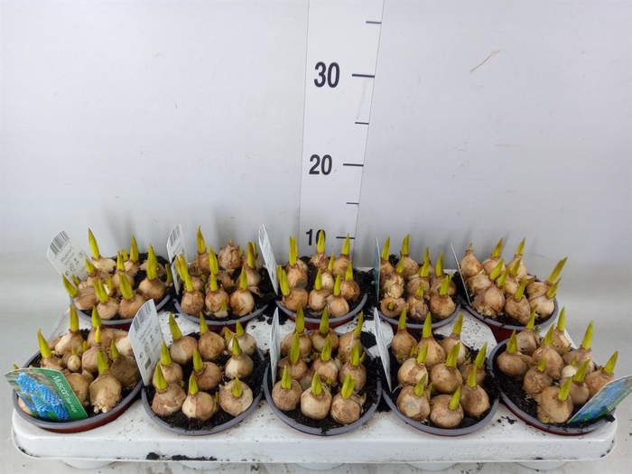 <h4>Muscari  'Magic Blue'</h4>