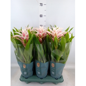Guzmania  'Linea Pink'