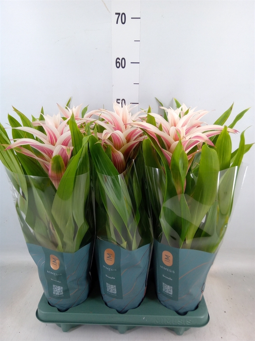 <h4>Guzmania  'Linea Pink'</h4>