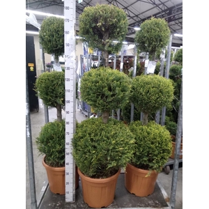 xCupressocyparis ley.   ...